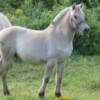 Yukon as a yearling