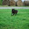 Miniature Baby takes his first run