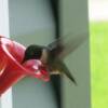 Hummingbirds are plentiful